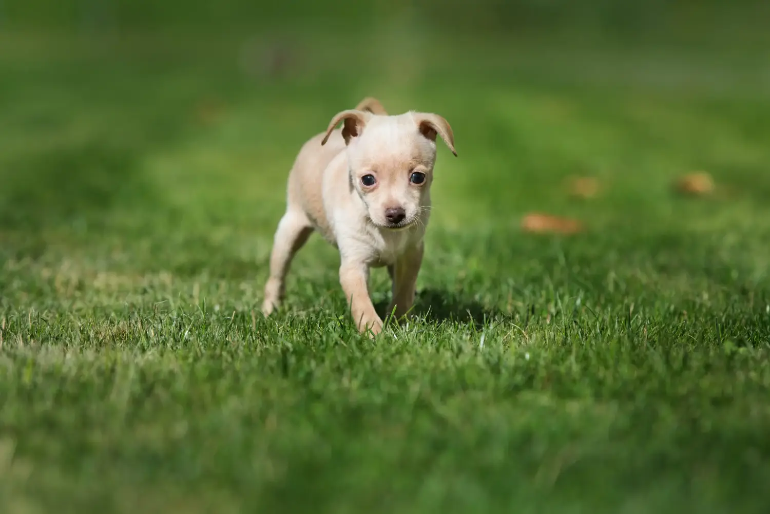 Buying a Russkiy Toy puppy means taking responsibility! Buy Russkiy Toy puppies.