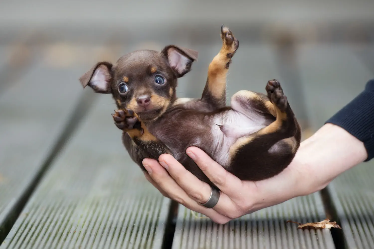 Buying a Russkiy Toy puppy means taking responsibility! Buy Russkiy Toy puppies.