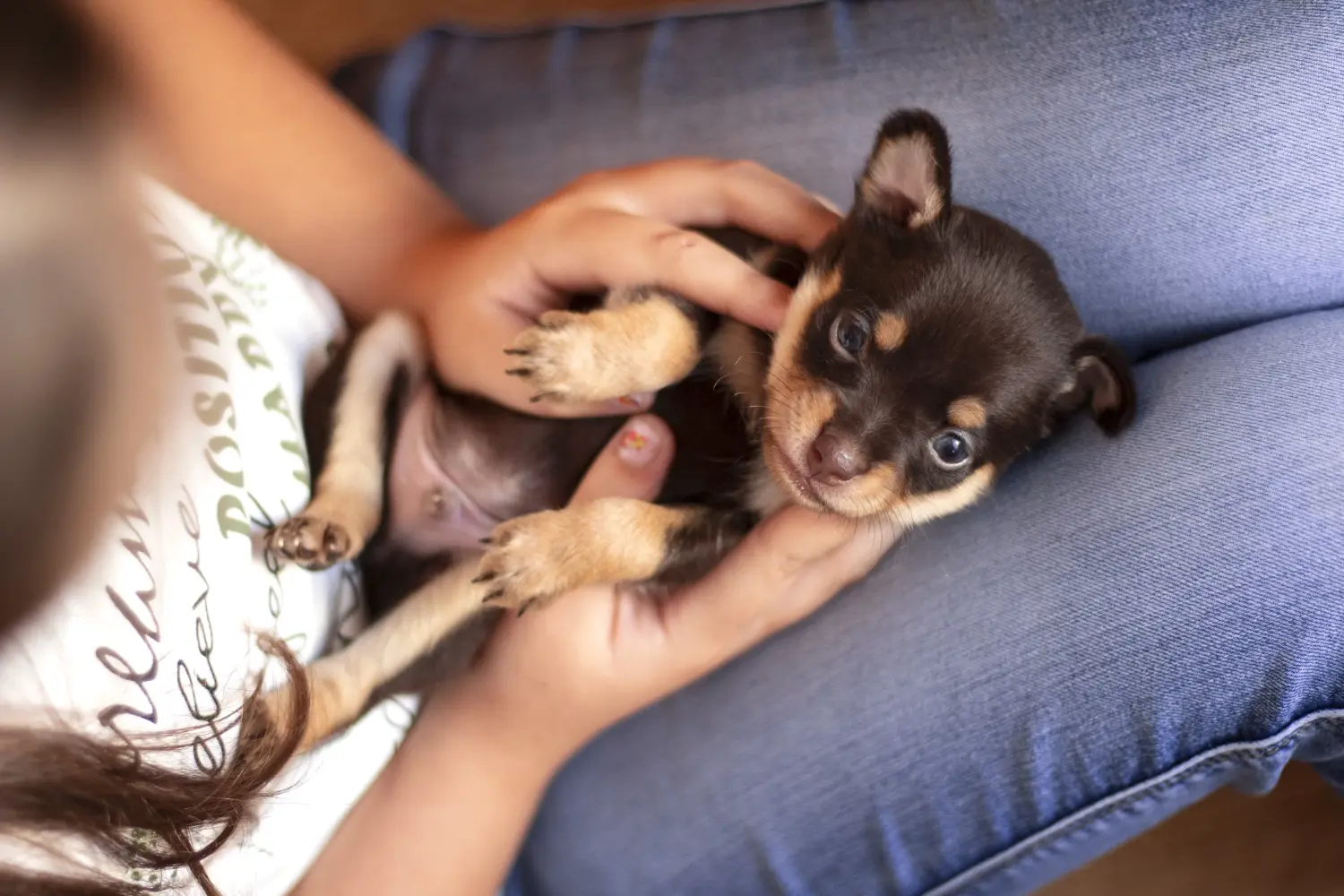 Buying a Russkiy Toy puppy means taking responsibility! Buy Russkiy Toy puppies.