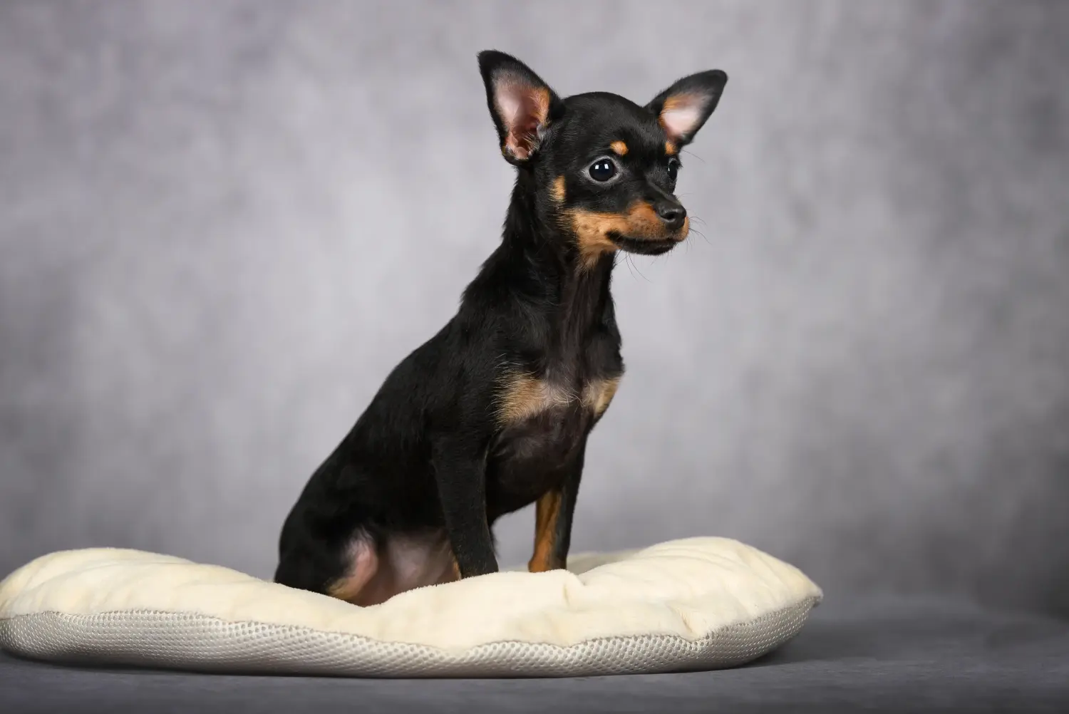 Buying a Russkiy Toy puppy means taking responsibility! Buy Russkiy Toy puppies.