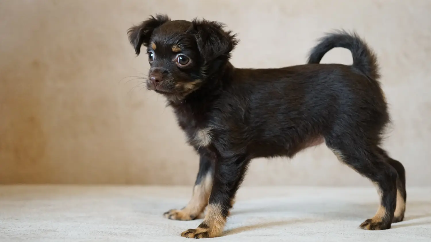Buying a Russkiy Toy puppy means taking responsibility! Buy Russkiy Toy puppies.