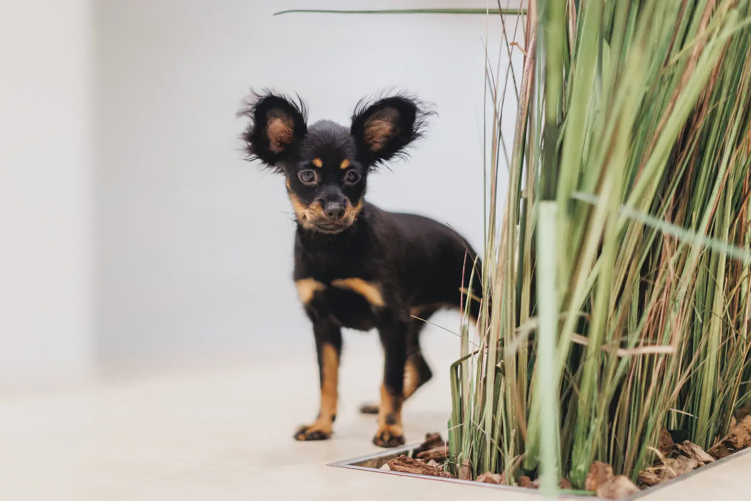 Buying a Russkiy Toy puppy means taking responsibility! Buy Russkiy Toy puppies.