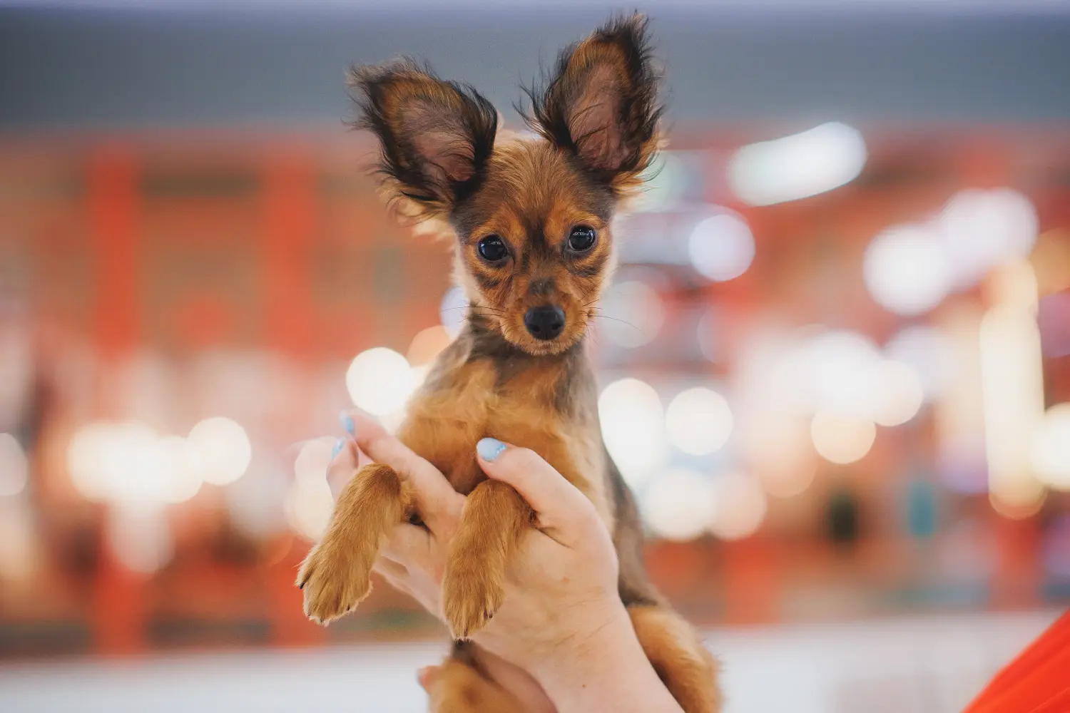 Buying a Russkiy Toy puppy means taking responsibility! Buy Russkiy Toy puppies.