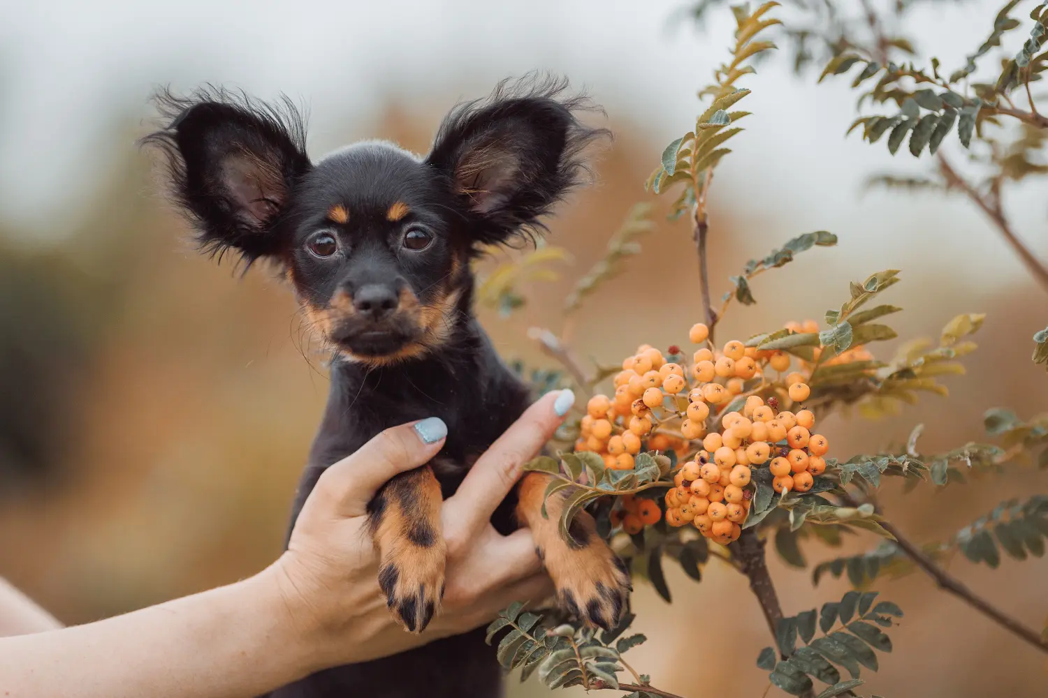 Buying a Russkiy Toy puppy means taking responsibility! Buy Russkiy Toy puppies.