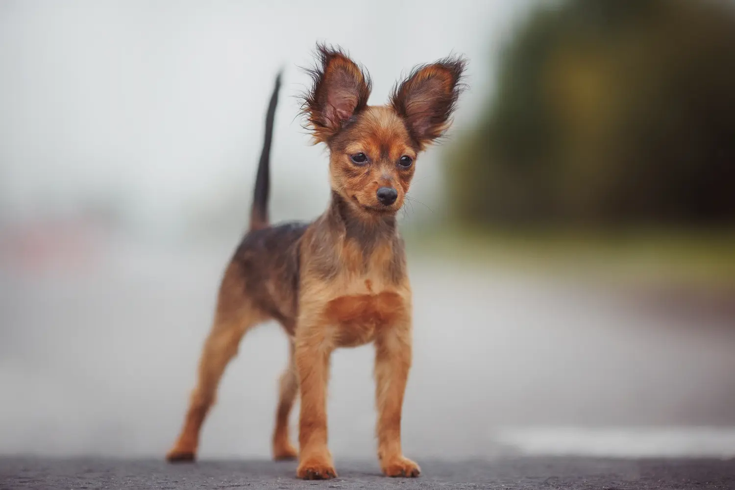 Buying a Russkiy Toy puppy means taking responsibility! Buy Russkiy Toy puppies.