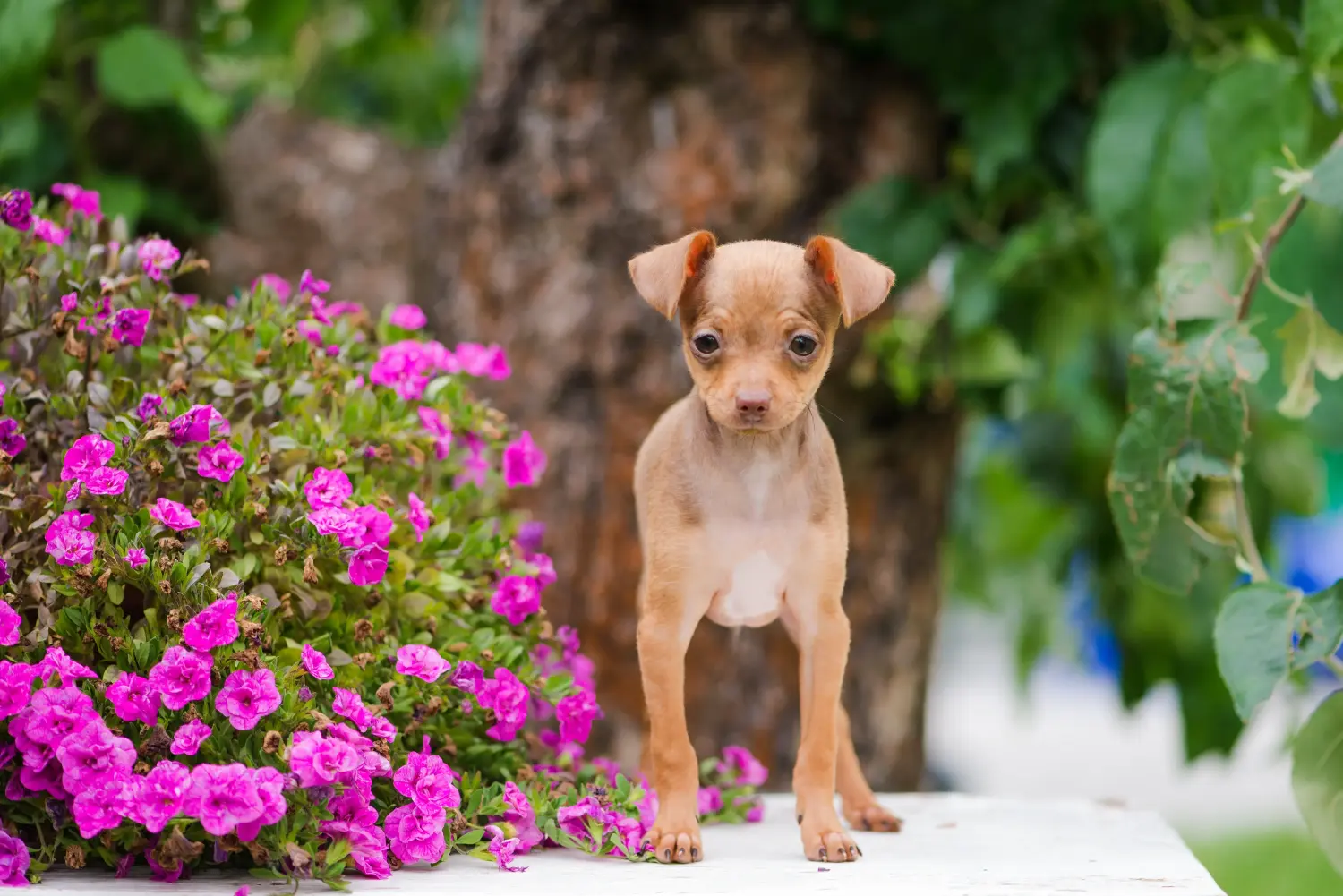 Buying a Russkiy Toy puppy means taking responsibility! Buy Russkiy Toy puppies.