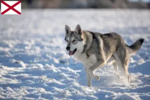 Read more about the article Saarloos wolfdog breeders and puppies in Alabama