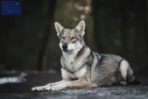 Read more about the article Saarloos wolfdog breeders and puppies in Alaska