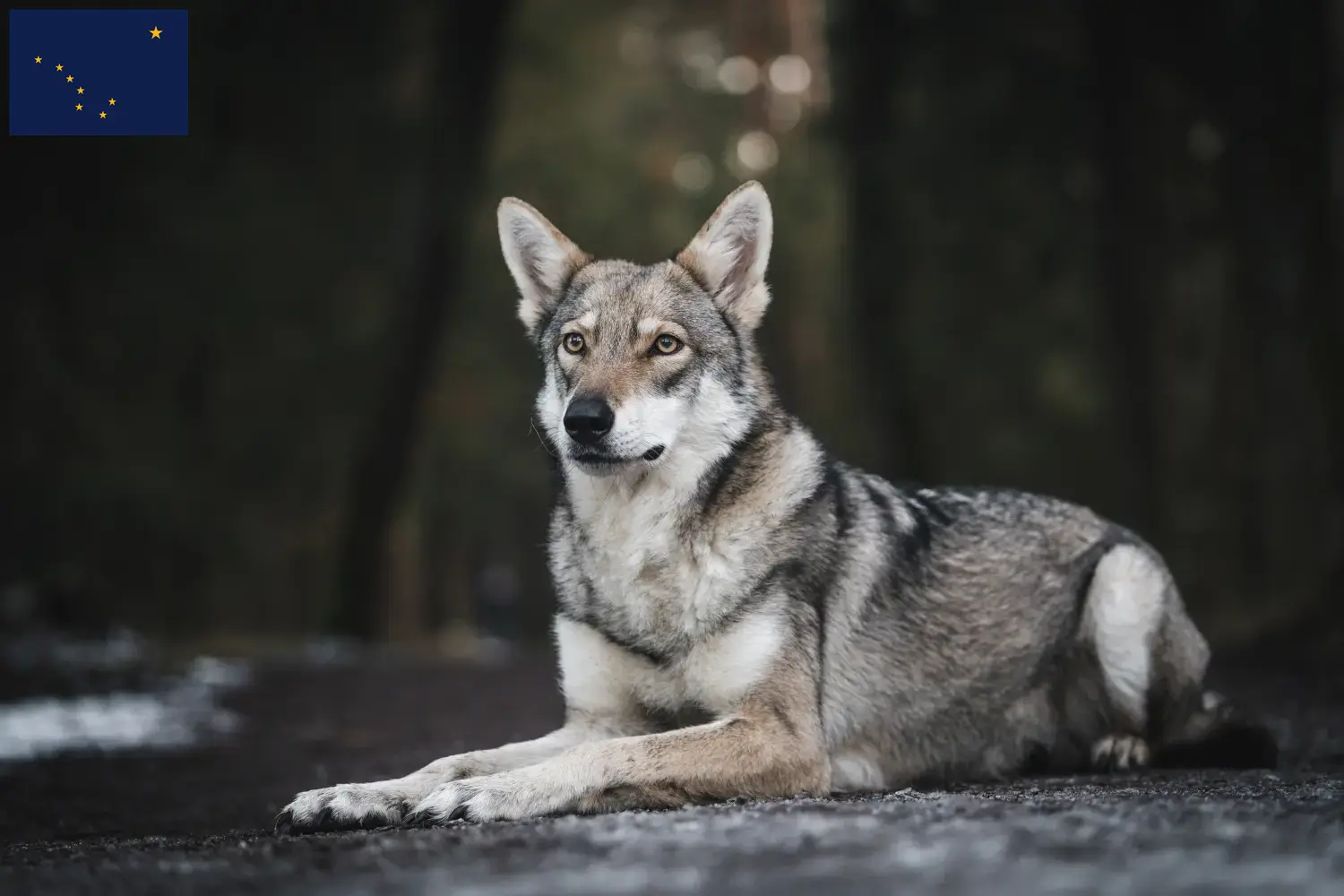 Saarloos wolfdog puppies and breeder Alaska Find Saarloos Wolfdog breeders in Alaska.