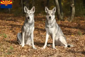 Read more about the article Saarloos wolfdog breeders and puppies in Arizona