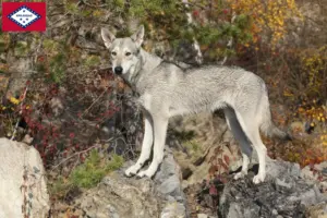 Read more about the article Saarloos wolfdog breeders and puppies in Arkansas