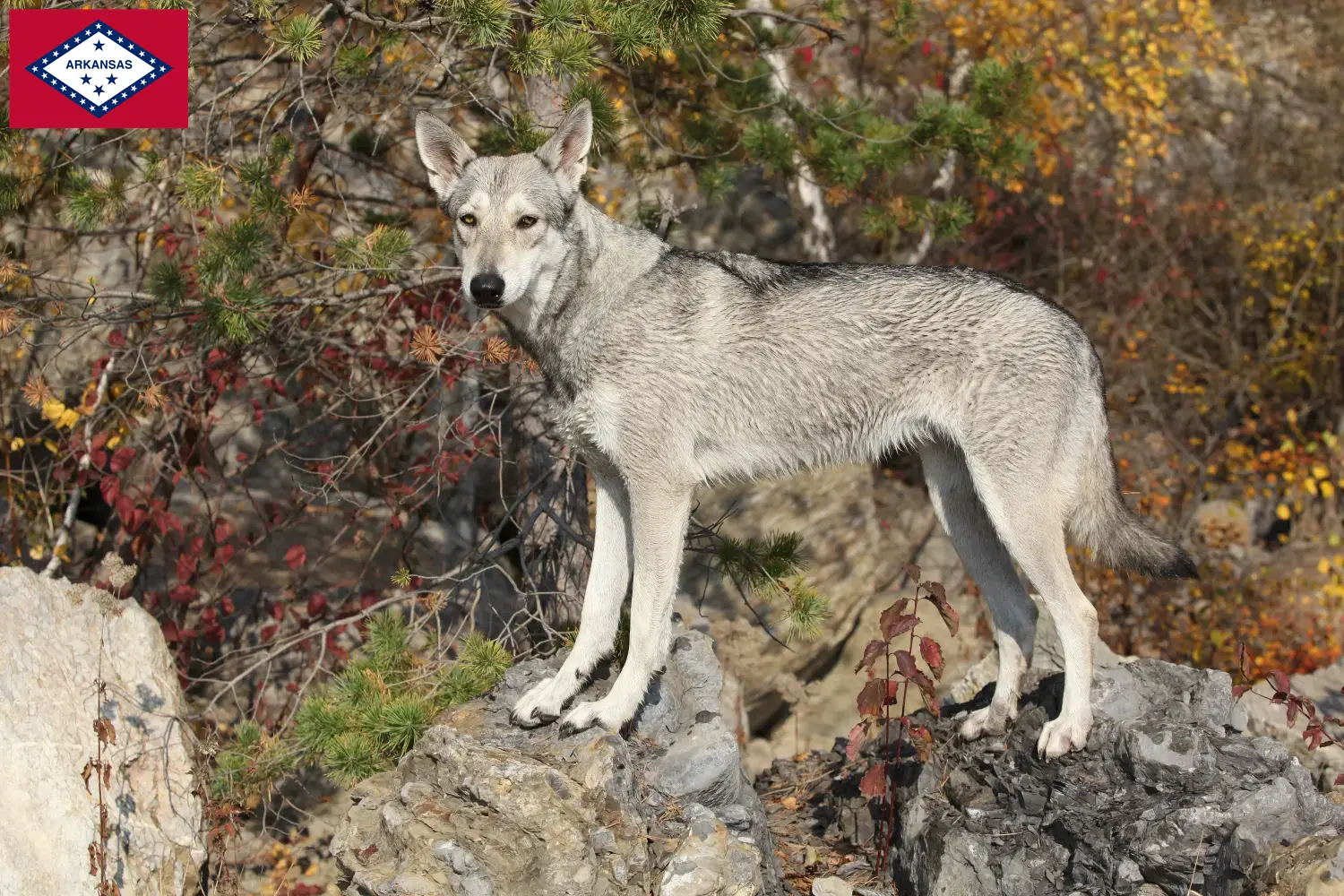Saarloos Wolfhound puppies and breeders Arkansas Find Saarloos Wolfdog breeders in Arkansas.