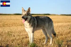 Read more about the article Saarloos wolfdog breeders and puppies in Colorado