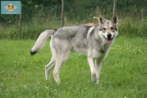 Read more about the article Saarloos wolfdog breeders and puppies in Delaware