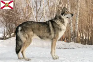 Read more about the article Saarloos wolfdog breeders and puppies in Florida