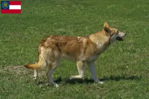 Read more about the article Saarloos wolfdog breeders and puppies in Georgia