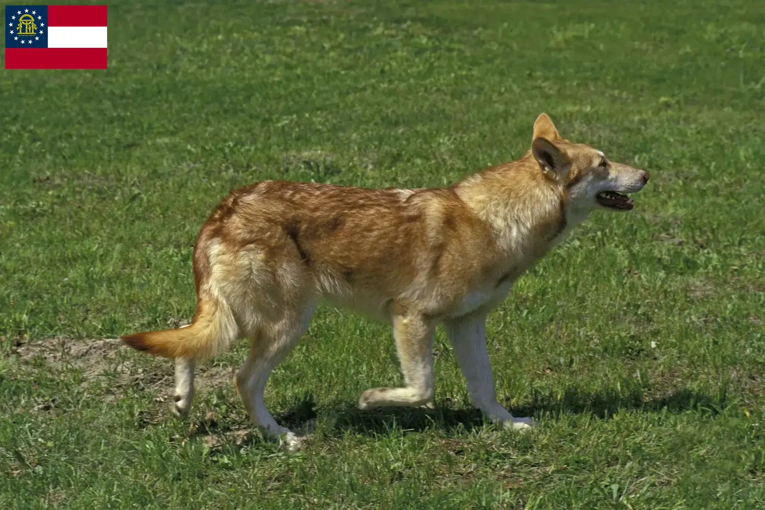 Saarloos Wolfhound puppies and breeder Georgia Find Saarloos Wolfdog breeders in Georgia.