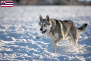 Read more about the article Saarloos wolfdog breeders and puppies in Hawaii