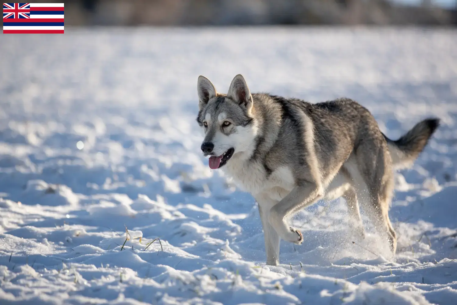 Saarloos-Wolfdog puppies and breeder Hawaii Find Saarloos Wolfdog breeders in Hawaii here.