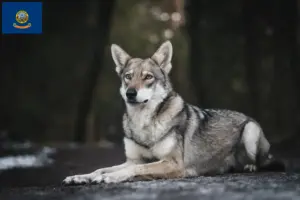 Read more about the article Saarloos wolfdog breeders and puppies in Idaho