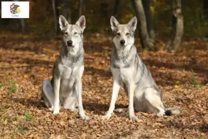 Read more about the article Saarloos wolfdog breeders and puppies in Illinois