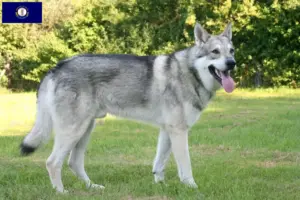 Read more about the article Saarloos wolfdog breeders and puppies in Kentucky