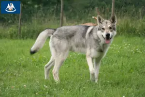 Read more about the article Saarloos wolfdog breeders and puppies in Louisiana