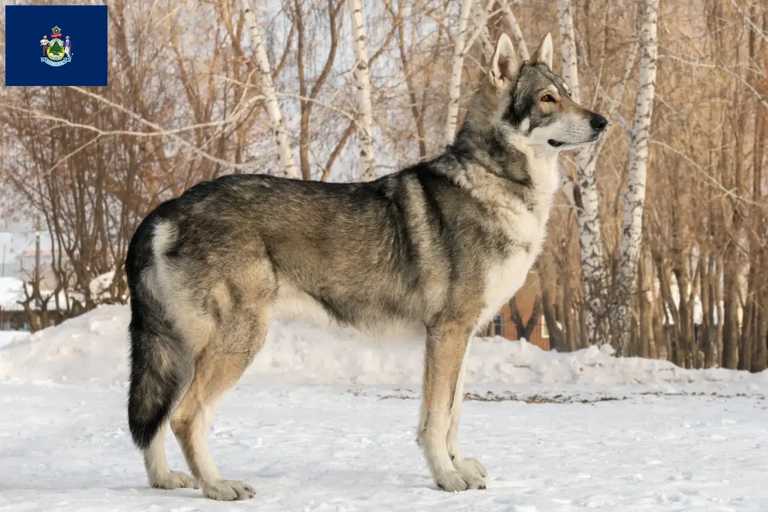 Saarloos Wolfhound puppies and breeders Maine Find Saarloos Wolfdog breeders in Maine here.