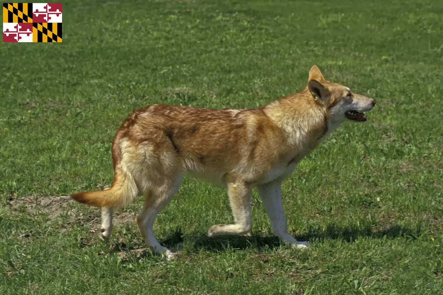 Saarloos Wolfdog puppies and breeder Maryland Find Saarloos Wolfdog breeders in Maryland.