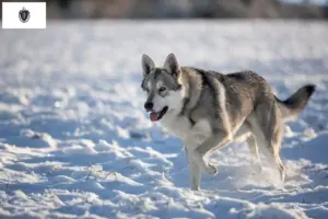 Read more about the article Saarloos wolfdog breeders and puppies in Massachusetts