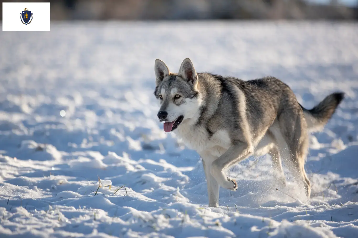 Saarloos Wolfhound puppies and breeders Massachusetts Find Saarloos Wolfdog breeders in Massachusetts.