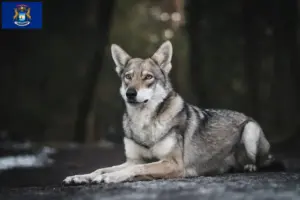 Read more about the article Saarloos wolfdog breeders and puppies in Michigan