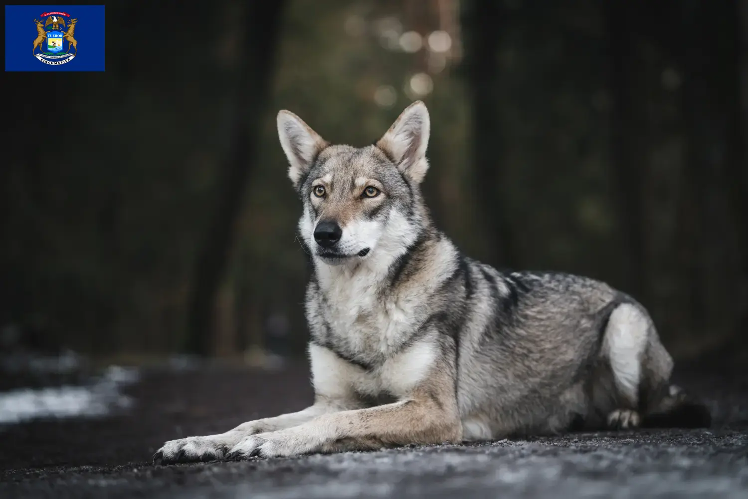 Saarloos Wolfdog puppies and breeders Michigan Find Saarloos Wolfdog breeders in Michigan.