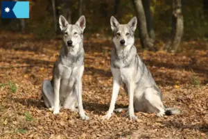 Read more about the article Saarloos wolfdog breeders and puppies in Minnesota