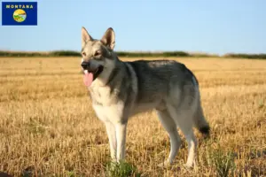 Read more about the article Saarloos wolfdog breeders and puppies in Montana