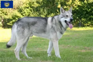 Read more about the article Saarloos wolfdog breeders and puppies in Nebraska