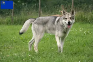 Read more about the article Saarloos wolfdog breeders and puppies in Nevada