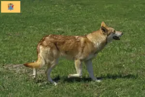 Read more about the article Saarloos wolfdog breeders and puppies in New Jersey