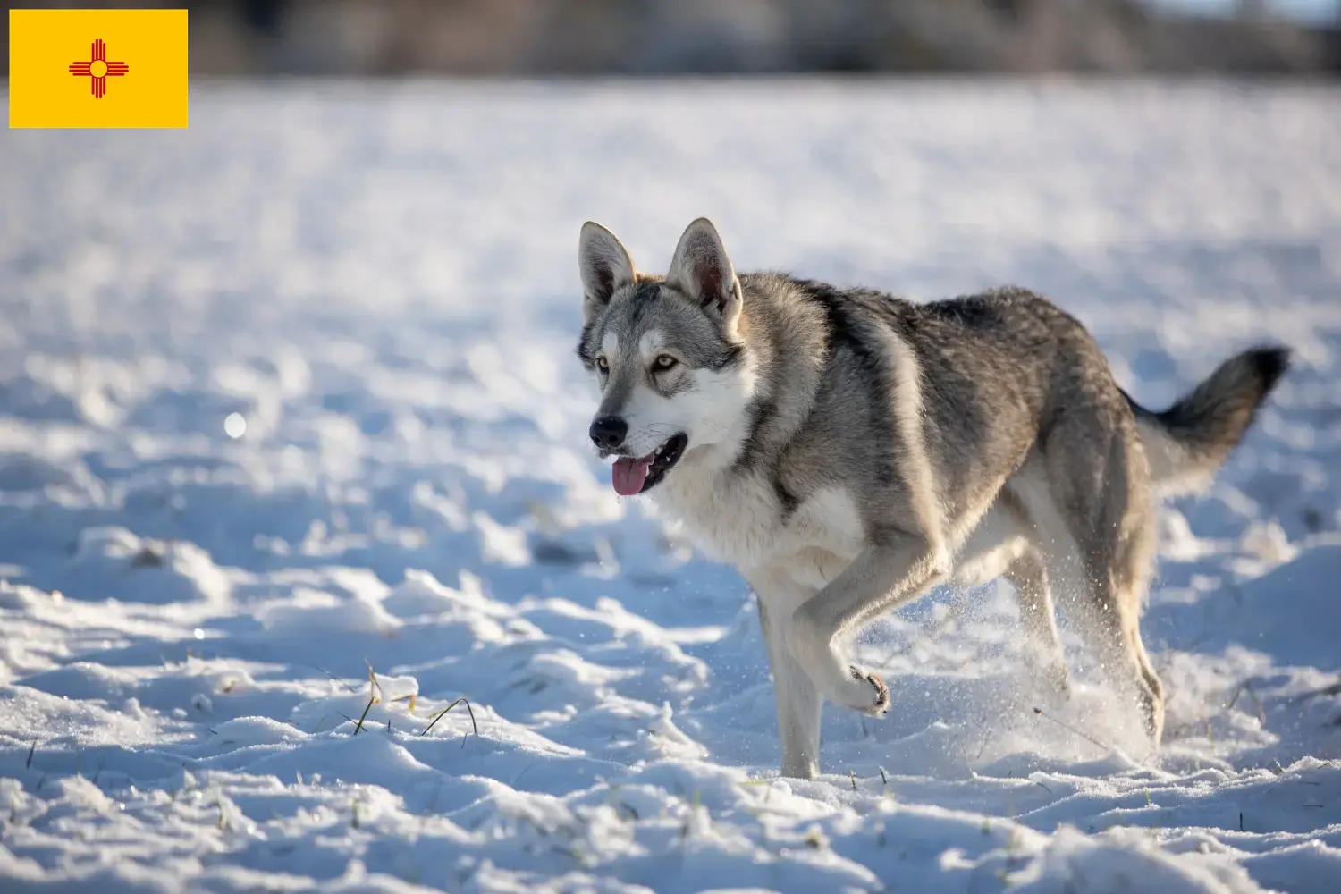 Saarloos Wolfdog Puppies and Breeder New Mexico Find Saarloos Wolfdog breeders in New Mexico.
