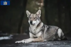 Read more about the article Saarloos wolfhound breeders and puppies in New York