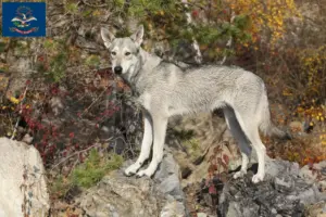 Read more about the article Saarloos wolfdog breeders and puppies in North Dakota
