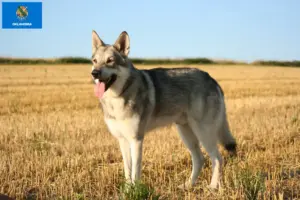 Read more about the article Saarloos wolfdog breeders and puppies in Oklahoma
