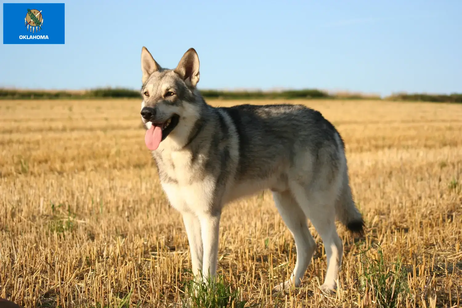 Saarloos wolfdog puppies and breeders Oklahoma Find Saarloos Wolfdog breeders in Oklahoma.
