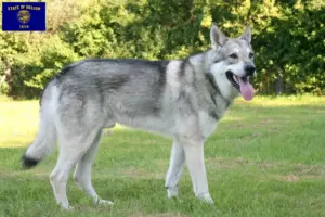 Read more about the article Saarloos wolfdog breeders and puppies in Oregon