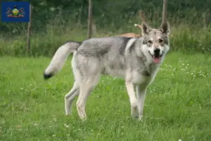 Read more about the article Saarloos wolfdog breeders and puppies in Pennsylvania