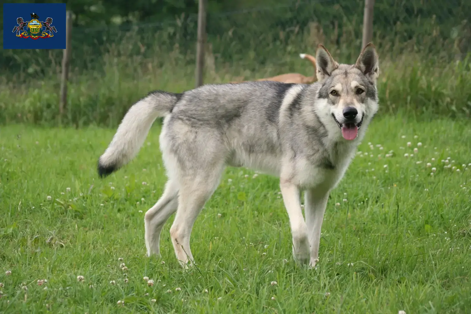 Saarloos Wolfdog Puppies and Breeder Pennsylvania Find Saarloos Wolfdog breeders in Pennsylvania.