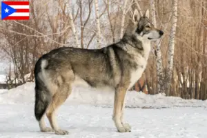 Read more about the article Saarloos wolfdog breeders and puppies in Puerto Rico