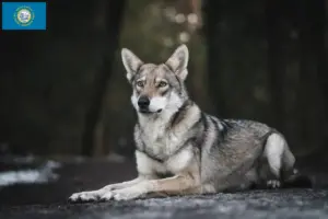 Read more about the article Saarloos wolfdog breeders and puppies in South Dakota