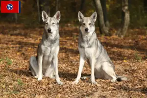 Read more about the article Saarloos wolfdog breeders and puppies in Tennessee