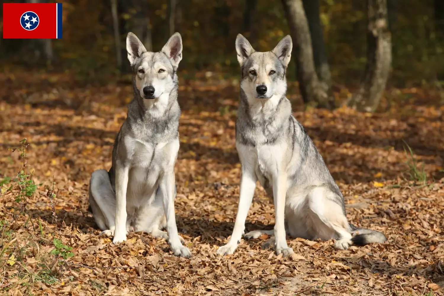 Saarloos wolfdog puppies and breeder Tennessee Find Saarloos Wolfdog breeders in Tennessee.